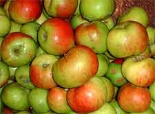 Photo of Cider Apples