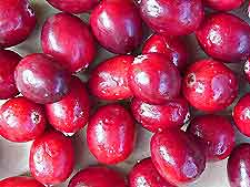 Photo of Cranberries