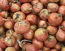 Photo of More Onions