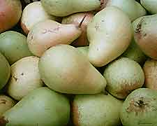 Photo of Pears