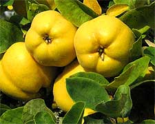 Photo of Quince