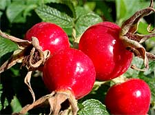 Photo of Rose Hips